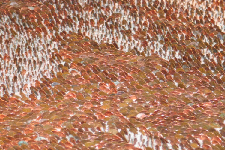 carpet of pennies
